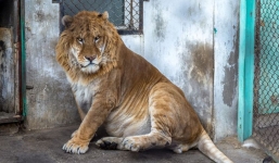 10 loài động vật lai kỳ lạ nhất thế giới có 1-0-2