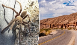 'Quái vật 8 chân' gây ra tai nạn giao thông, hồn nhiên rời đi mà không bị tổn hại gì