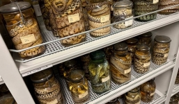 Đây là nơi có bộ sưu tập rắn lớn nhất thế giới, nhìn xong ai cũng sốc vì quá đồ sộ