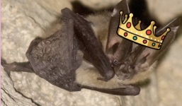 Lộ diện người chiến thắng cuộc thi nữ hoàng sắc đẹp... dơi