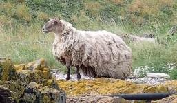 Ly kỳ cuộc giải cứu 'con cừu cô đơn nhất nước Anh' bị mắc kẹt trên bãi đá suốt 2 năm trời