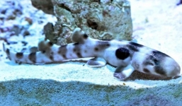 Cá mập epaulette sinh con mà không hề tiếp xúc với con đực