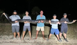 Nhóm người bắt được con trăn Miến Điện khổng lồ dài 5,1m