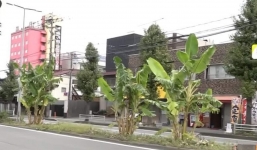 Đam mê làm nông dân thành thị, người đàn ông trồng chuối trên dải phân cách ai ngờ mất cả chì lẫn chài