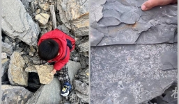 Đi leo núi, cậu bé 5 tuổi nhặt được tảng đá lạ, hóa ra là hóa thạch cổ sinh vật học 500 triệu năm tuổi