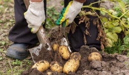 Bị phạt đi đào khoai tây, nam sinh tìm thấy kho báu Ai Cập cổ đại 4.000 năm tuổi