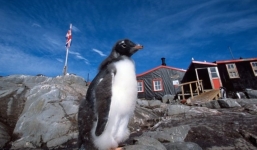 Bưu điện xa xôi nhất thế giới tuyển 4 người đếm số lượng chim cánh cụt với mức lương nghìn đô