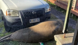 Người phụ nữ xin sếp đến muộn vì xe hơi bị con vật nặng 600kg 'phong ấn' trước cửa nhà