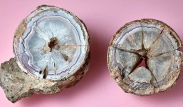 Cất giữ đá chứa mã não như vật báu vật suốt 140 năm mới biết đây là trứng của loài quái thú khổng lồ