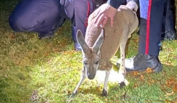 Kangaroo đấm thẳng vào mặt một cảnh sát trên đường đào tẩu