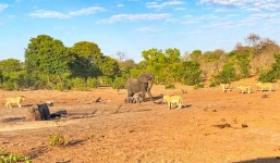 Chạm trán đàn sư tử, voi mẹ bất đắc dĩ hy sinh một trong hai voi con để bảo vệ con còn lại
