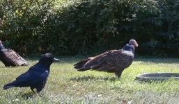 Quạ đen giở mánh khóe nhỏ, khéo léo đuổi được hai con kền kền để độc chiếm nước uống