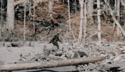 Những trường hợp tận mắt nhìn thấy quái vật Bigfoot thuyết phục nhất từ trước tới nay