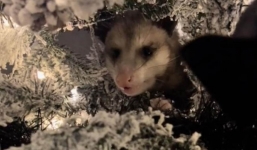 Nghe thấy tiếng hắt hơi nhẹ, người phụ nữ tá hỏa khi phát hiện vị khách không mời trốn trong cây thông Noel