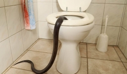 Bồn cầu tắc 2 tuần, chủ nhà kiểm tra liền kinh hãi phát hiện loài vật nguy hiểm này đang nằm bên trong