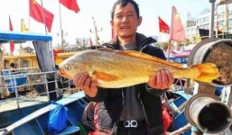 Ngư dân đổi đời nhờ bắt được loài cá được mệnh danh là 'vàng dưới biển' nặng 2,1 kg