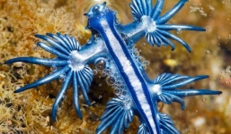 Hàng trăm sinh vật biển quý hiếm dạt vào bãi biển nhưng không ai dám đụng vào vì siêu độc