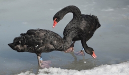 Hành động lạ của cặp thiên nga đen khi chứng kiến hai nam du khách cứu đàn con bị mắc kẹt trên lớp băng cứng