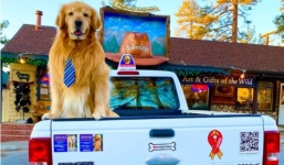 Chi 3 tỷ đồng mỗi năm để chó cưng giữ chức Thị trưởng trong nhiều năm liên tiếp