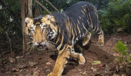 Những hình ảnh hiếm hoi về hổ đen quý hiếm ở Ấn Độ lần đầu lộ diện khiến dư luận kinh ngạc