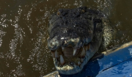 Cá sấu khổng lồ dài 4 mét bất ngờ nhảy lên thuyền, người đàn ông thoát nguy hiểm nhờ phản xạ cực nhanh