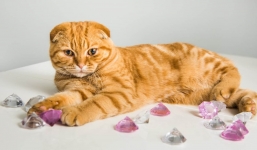 Mèo cưng vô tình nuốt chửng viên kim cương trị giá hàng trăm triệu, chủ nhân làm cách đơn giản này để lấy lại