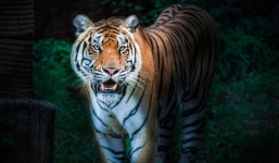 Đang lái xe trên đường quốc lộ vào đêm khuya, người đàn ông hốt hoảng vì chạm trán chúa tể rừng xanh