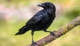 Đang đi dạo, người phụ nữ hốt hoảng khi thấy con quạ biết nói tiếng người, tiết lộ sự thật gây xúc động