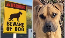 Mặc kệ tấm biển 'nhà có chó dữ', người phụ nữ đẩy cửa bước vào phát hiện con vật đáng thương, nước mắt đầm đìa