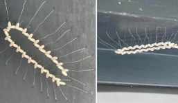 Phát hiện loài côn trùng lạ có hình chữ U, xung quanh có hạt li ti như gạo, tá hỏa khi biết sự thật từ chuyên gia