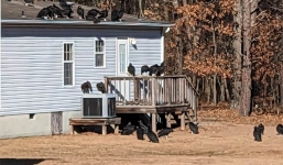 Thấy đàn kền kền hơn 50 con đậu trên mái nhà hàng xóm, người phụ nữ hoảng hồn khi biết sự thật