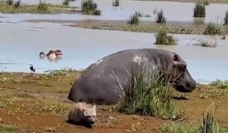 Thấy hà mã nằm bất động dưới nước, linh cẩu mon men đến gần định làm thịt không ngờ bị phản công ngược