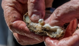 Đi chợ mua con trai về nấu ăn, người phụ nữ không ngờ nhặt được viên ngọc trai quý hiếm