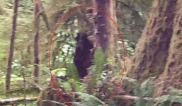 Đi cắm trại, người đàn ông vô tình chụp được ảnh quái vật Bigfoot mà không hề hay biết