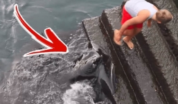 Phát hiện sinh vật khổng lồ kỳ lạ dưới nước, cậu bé 8 tuổi không run sợ mà còn thoải mái chơi đùa