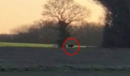 Đi chơi ở vùng nông thôn, người phụ nữ phát hiện con 'quái thú bí ẩn' đang rình rập săn mồi trên cánh đồng