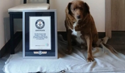  'Chú chó già nhất thế giới' tạm thời bị tước danh hiệu giữa những tuyên bố gây tranh cãi về số tuổi thật