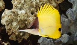 12 loài cá kỳ lạ nhất thế giới, có loài còn có khả năng bay với 'đôi cánh' trong suốt