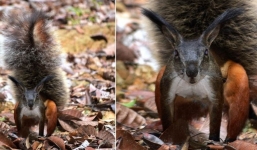 Bí ẩn về loài sóc 'ma cà rồng' tý hon có hàm răng sắc như dao, cắt cổ hươu chỉ trong nháy mắt