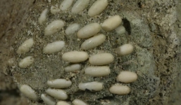 Phát hiện sinh vật bí ẩn, xem kĩ mới biết là tổ trứng hóa thạch có niên đại 29 triệu năm tuổi