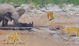 Tê giác mắc kẹt trong hồ nước bị đàn sư tử cái vây quanh, voi xuất hiện như vị cứu tinh và cái kết đảo ngược
