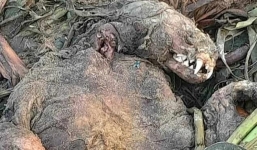 Ngư dân phát hiện 'thuỷ quái răng nanh' khổng lồ trên bãi biển, chuyên gia vào cuộc làm rõ sự tình