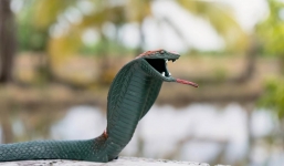 Đặt rắn hổ mang chúa giả dưới mái hiên để ngăn chim xây tổ, cái kết dở khóc dở cười