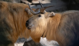 Người đàn ông bắt gặp linh ngưu hoang dã trên đường bèn lấy điện thoại ra quay và cái kết