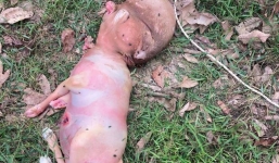 Thực hư bức ảnh sinh vật lạ nghi nửa người nửa thú khiến chuyên gia vào cuộc làm rõ