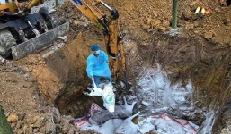 Dịch tả lợn châu Phi đã lan ra 12 tỉnh thành