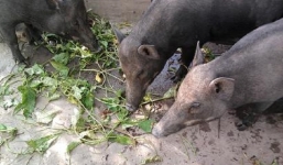 Tin tức thời sự 24h mới nhất, nóng nhất ngày 4/2/2019