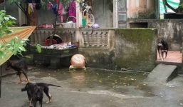 Chủ đàn chó cắn bé trai 7 tuổi tử vong ở Hưng Yên tiết lộ điều bất ngờ về nạn nhân