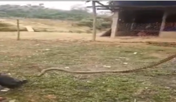 Rùng mình trước cảnh nam thanh niên tay không bắt rắn hổ mang ở Vĩnh Phúc