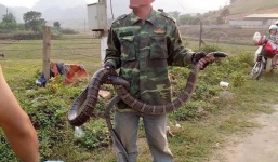 Hé lộ nguồn gốc của con rắn hổ mang chúa dài hơn 2m, nặng hơn 6kg